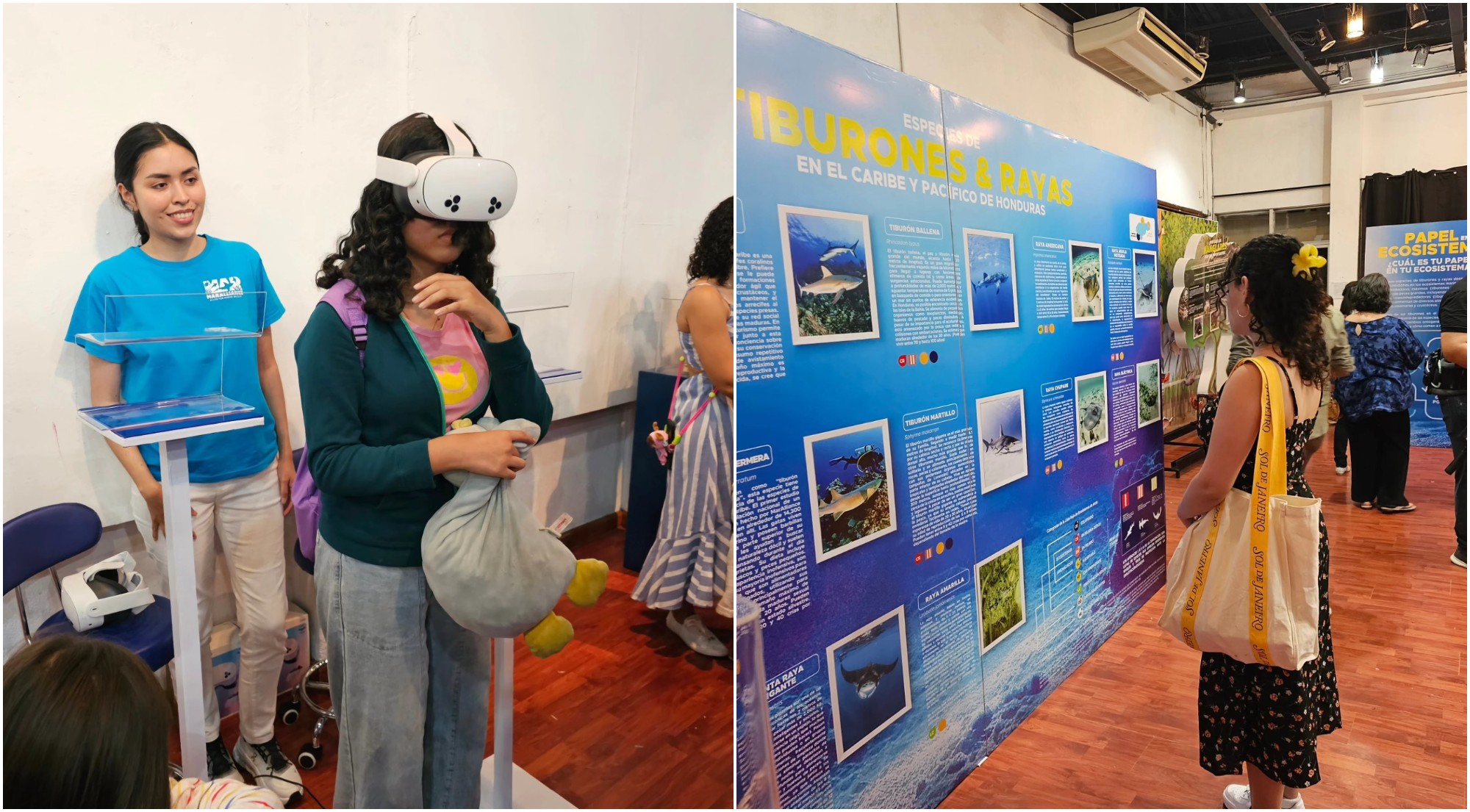 Asiste a la experiencia «Tiburones y Rayas» en la Alianza Francesa