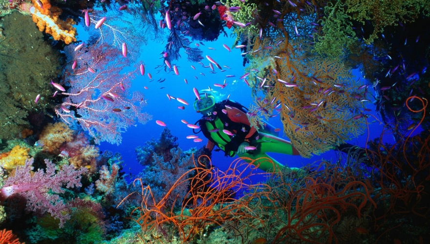 Roatán Marine Park ejecutó labores de mantenimiento en 27 puntos de buceo