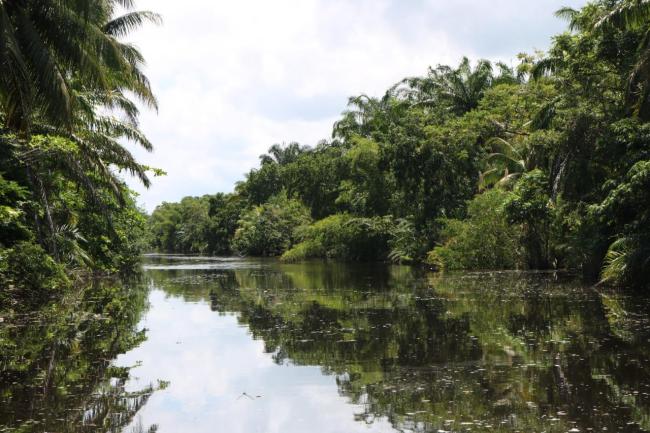 Laguna de Alvarado: humedal hondureño de Importancia Internacional
