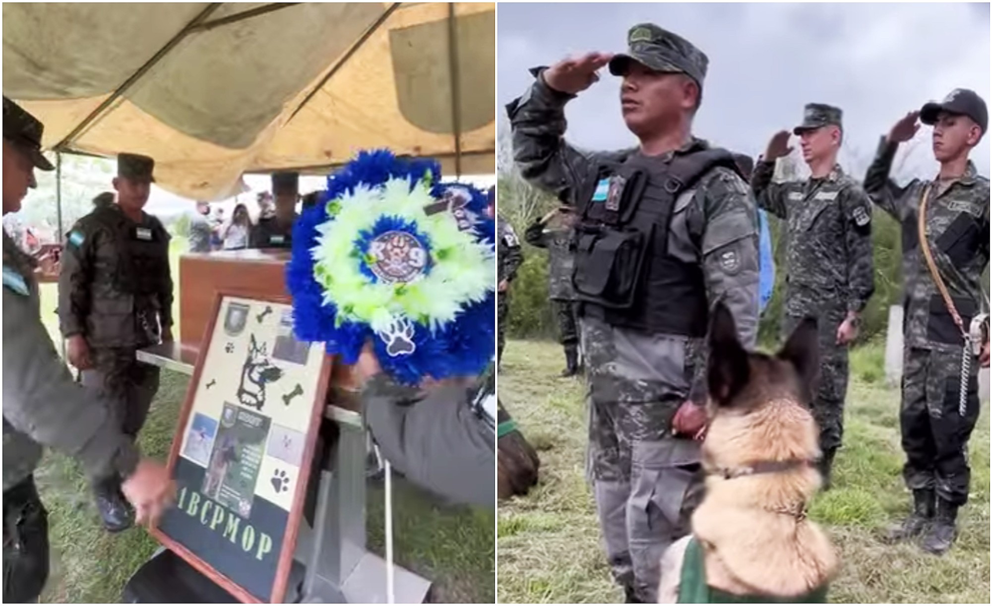 Koby, el perro que trabajó por la seguridad de Honduras en las Fuerzas Armadas