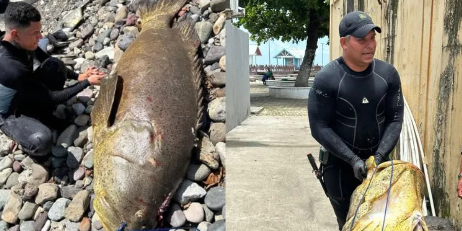 Pescadores atrapan impresionante pez de 2 metros y 350 libras en La Ceiba