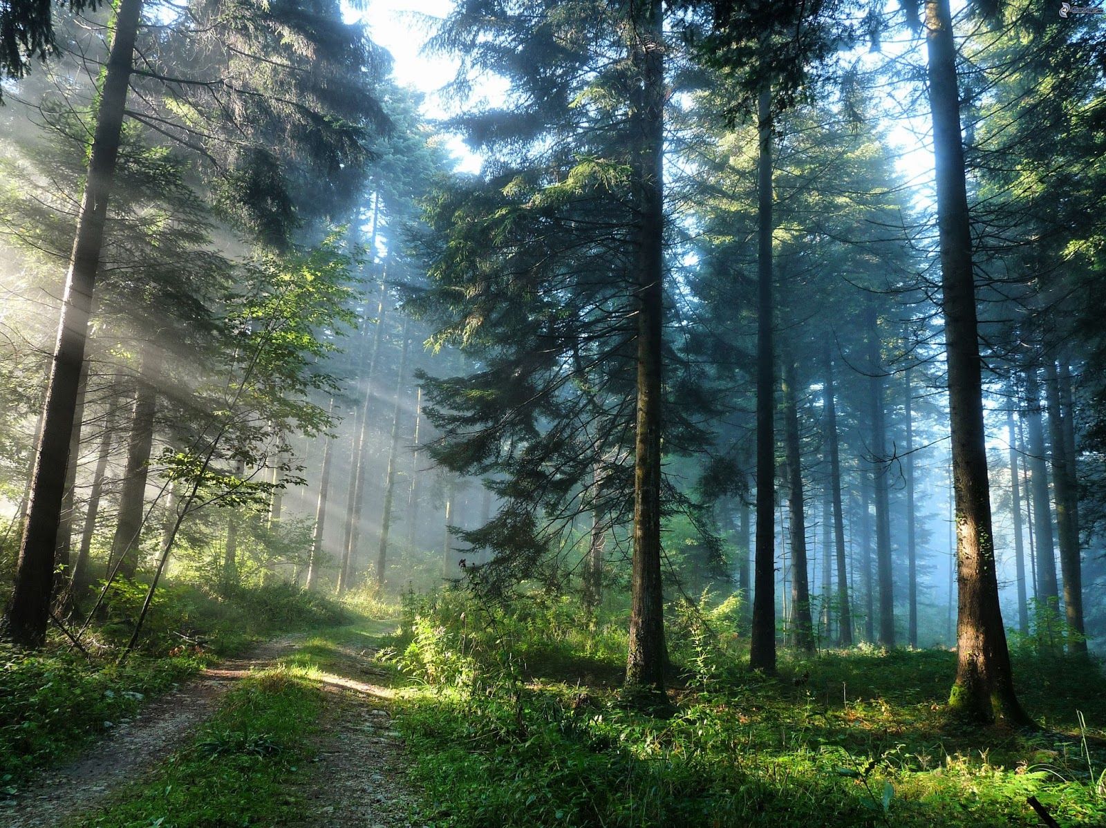 Honduras logra reducción del 87% en la deforestación hasta junio de 2025