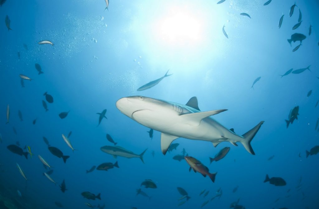 Impulsan mecanismo de protección para tiburones en Honduras