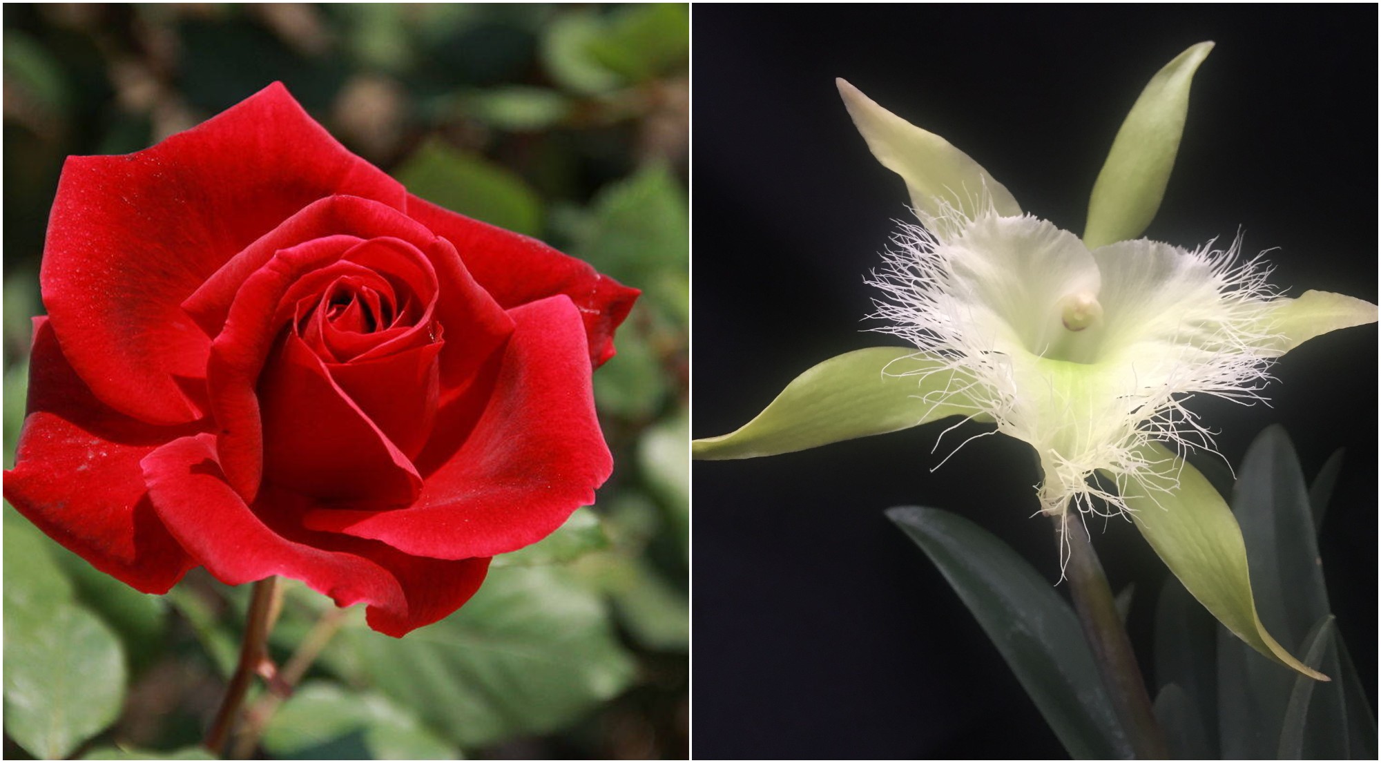 La rosa fue la primera flor nacional que tuvo Honduras