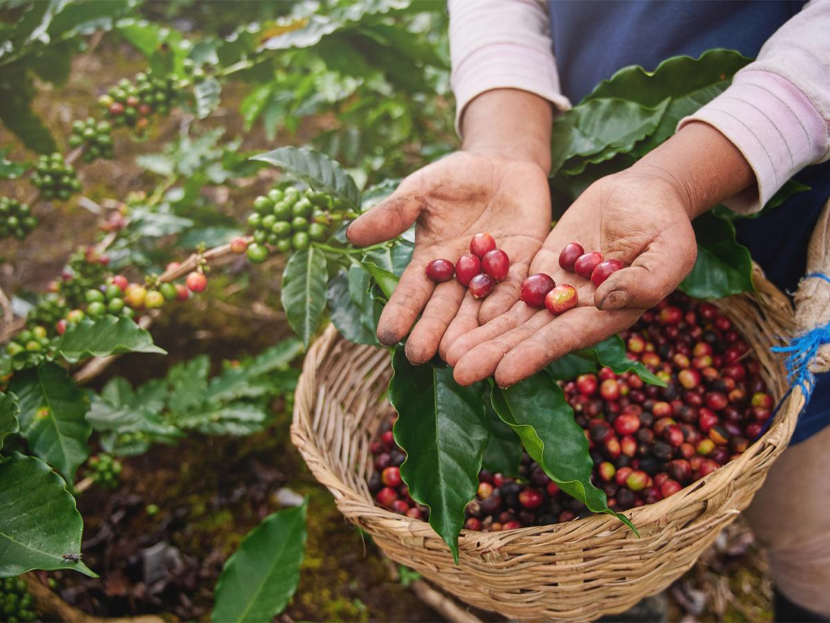 Exportaciones de café hondureño suben su ingreso al 270.8% en primer mes