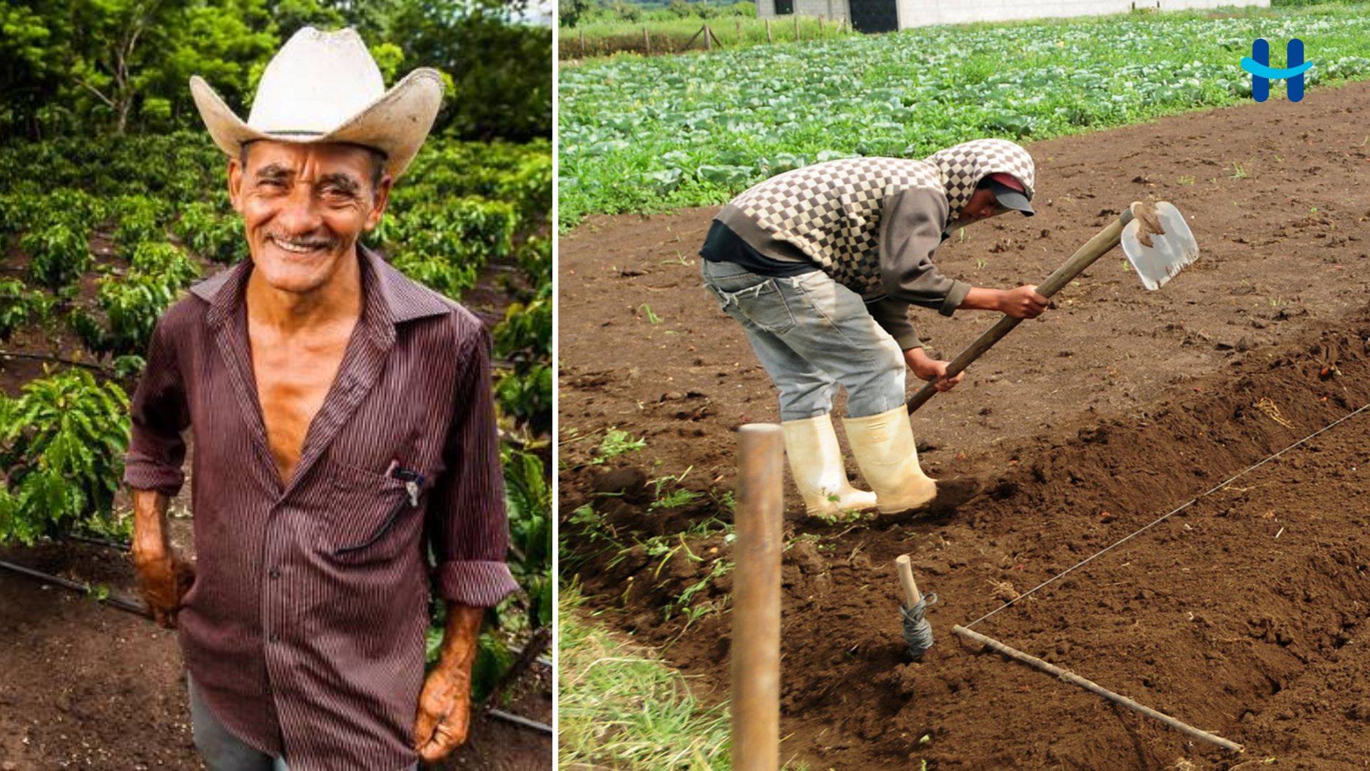 Censo agropecuario revela que Honduras incrementó en un 38.5% su superficie cultivada