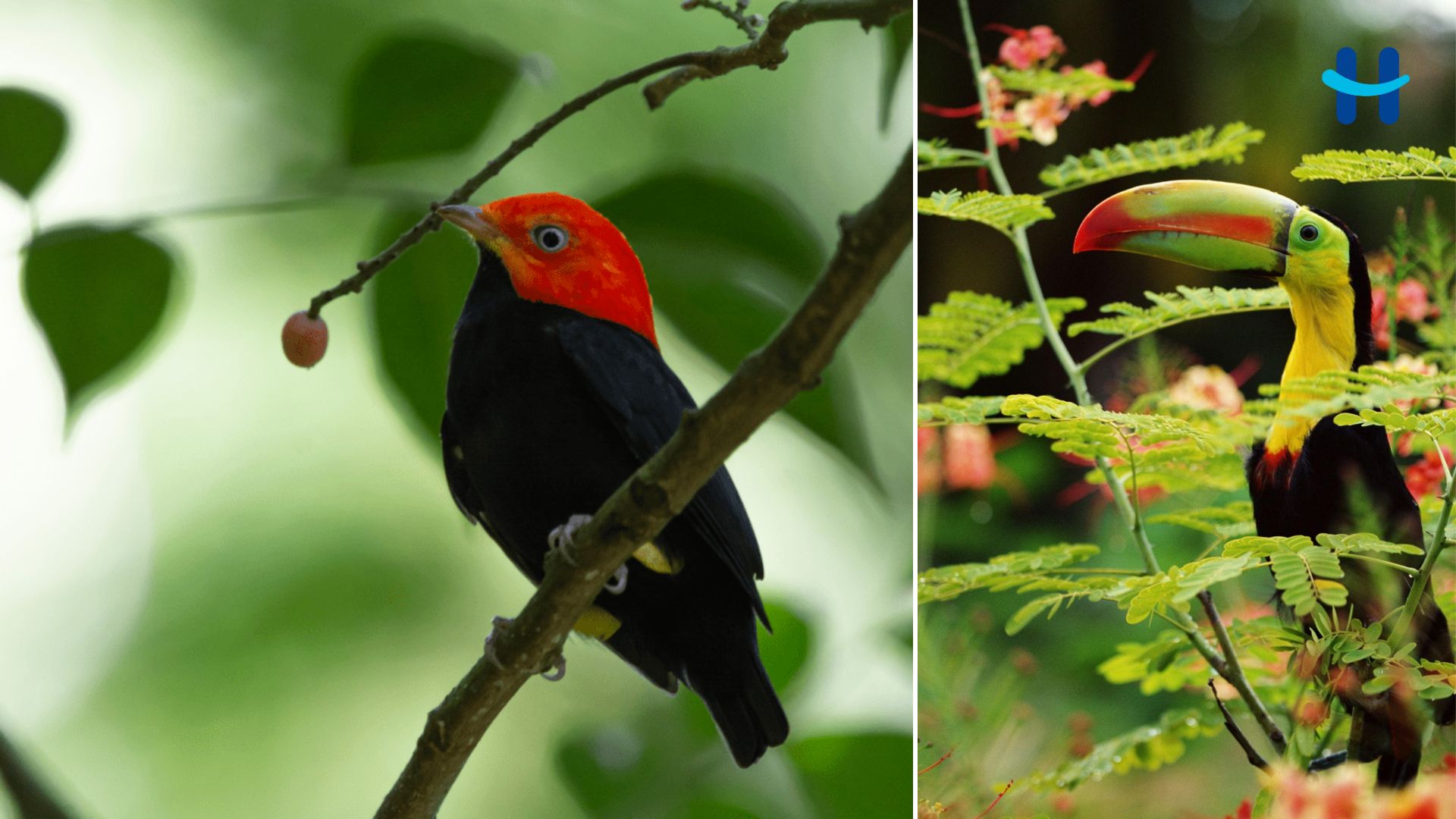 Encuentro Nacional de Aves Honduras 2026 en La Ceiba: fechas, lugar y precios