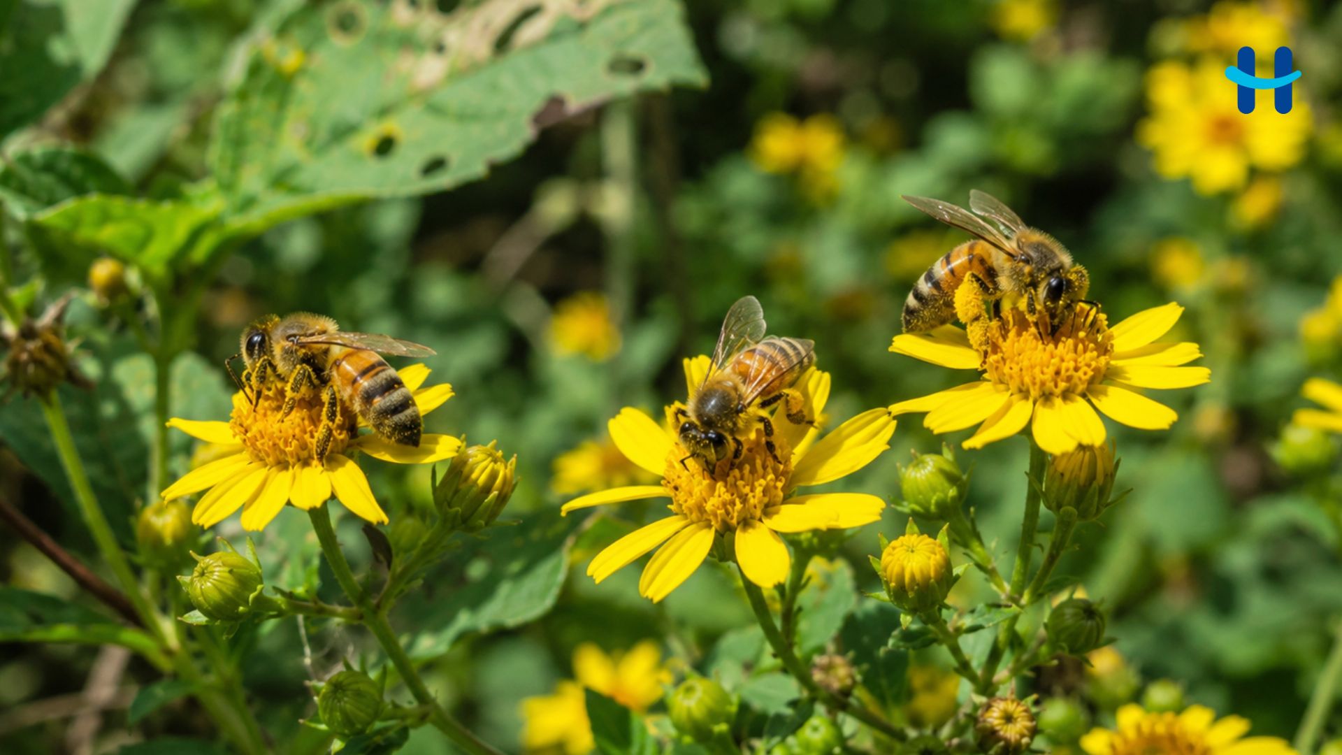 Día de las Abejas en Honduras: cuidar vida y cosechas