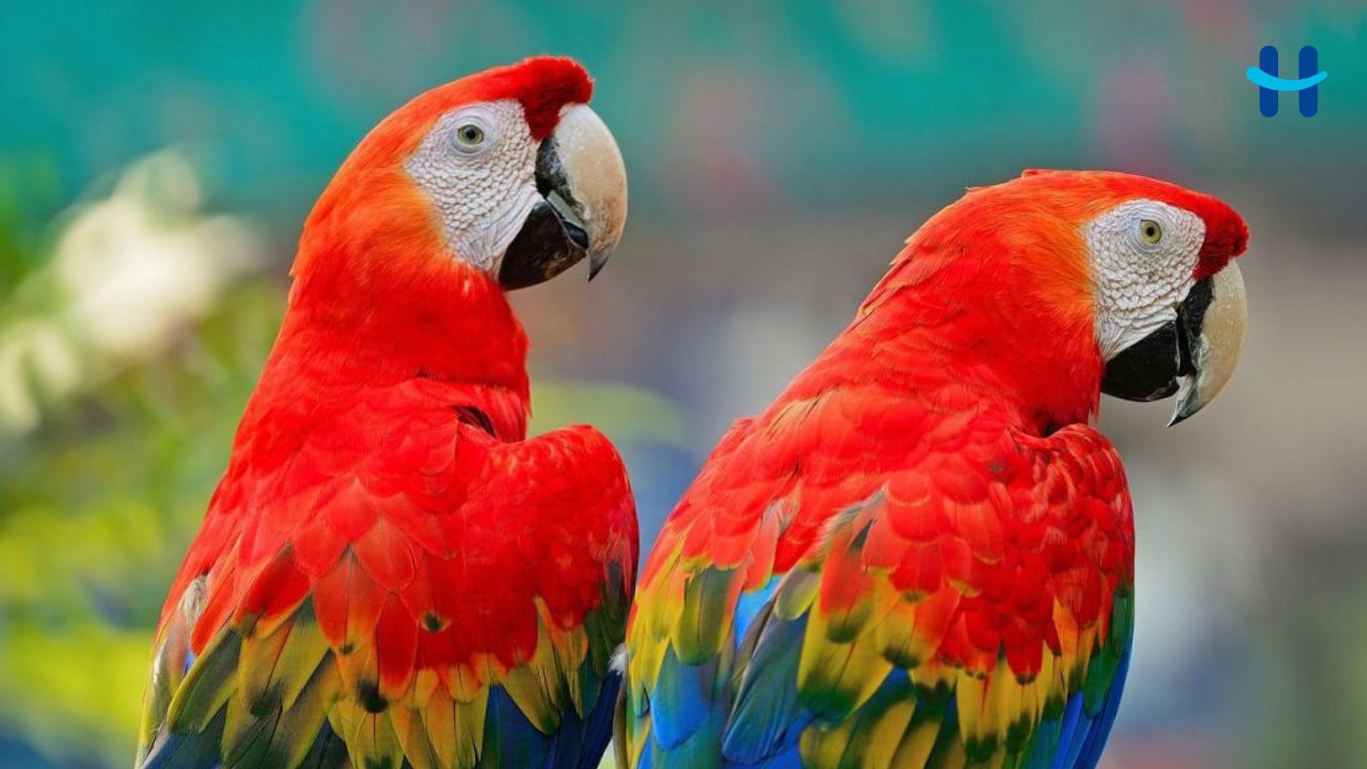 ¿Sabes por qué la Guacamaya Roja es el ave nacional de Honduras?