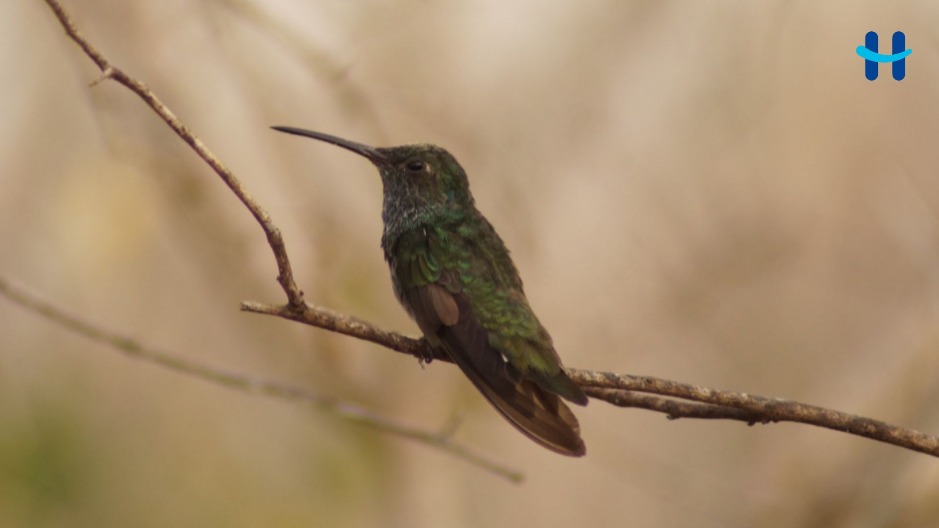 Colibrí esmeralda hondureño: el ave que solo existe en Honduras