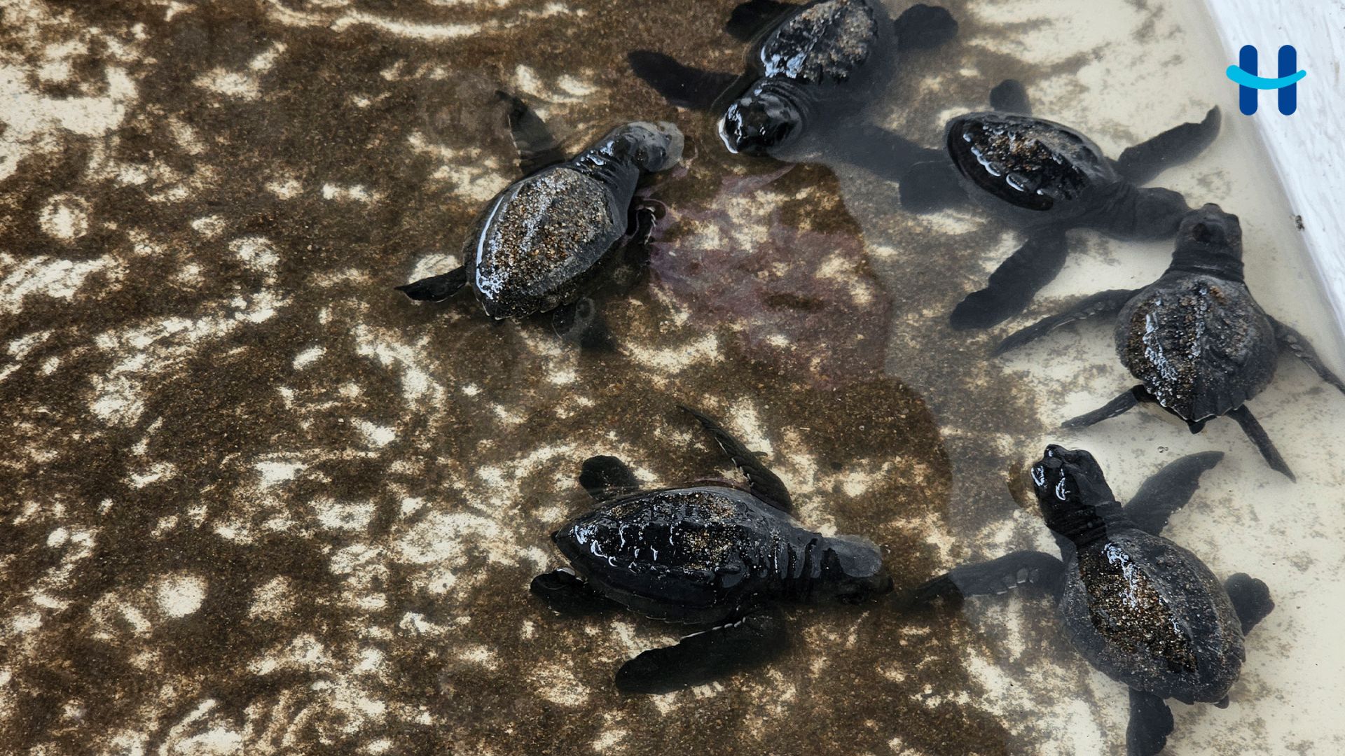 Día Mundial de las Tortugas Marinas: así podemos protegerlas desde Honduras