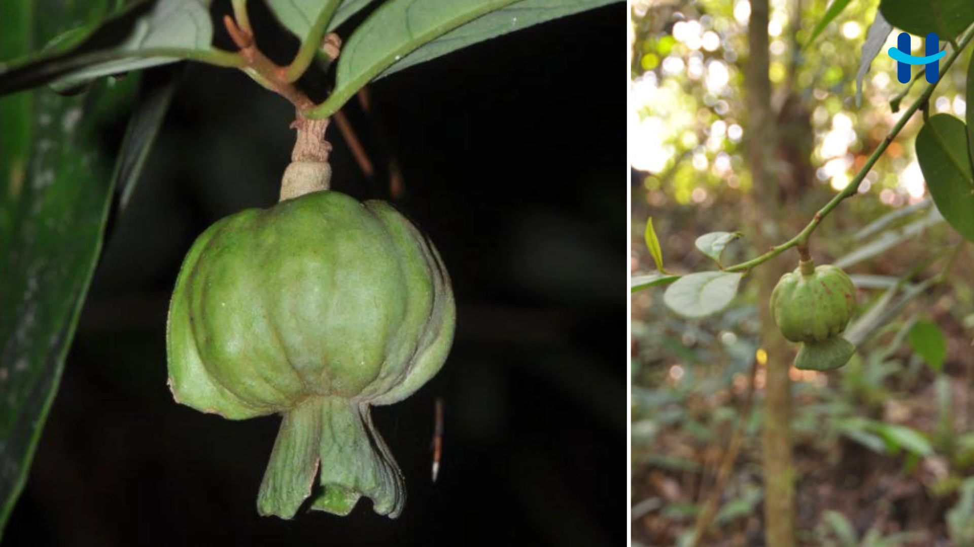 Hondurodendron: el árbol que solo existe en Honduras