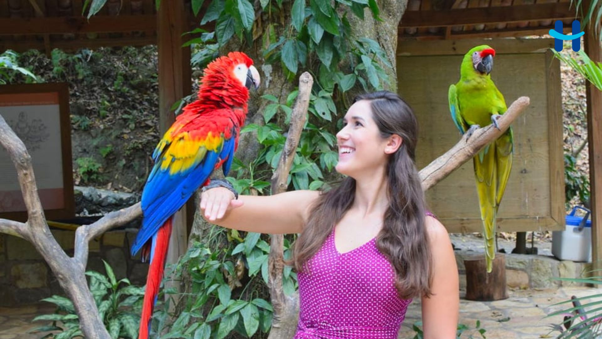 Macaw Mountain: el santuario de aves de Copán Ruinas en Honduras