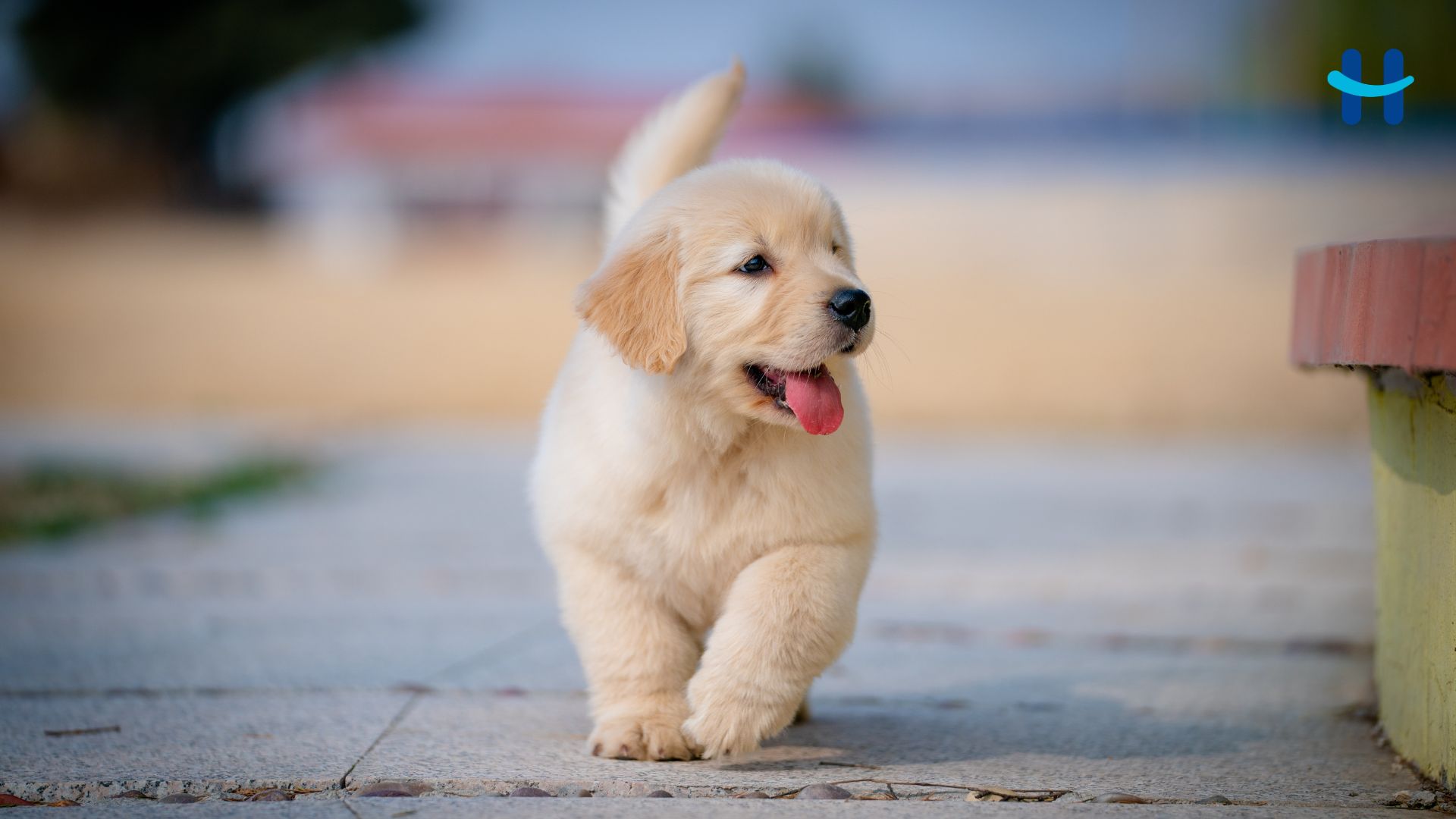 Día del Perro en Honduras: por qué se celebra cada 21 de julio