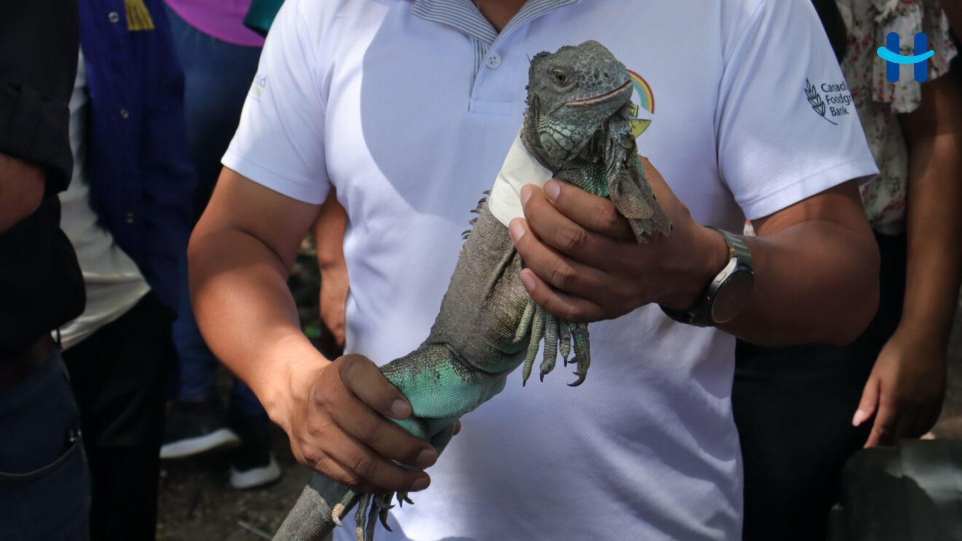 CASM realiza primera liberación de iguanas en La Campa, Lempira