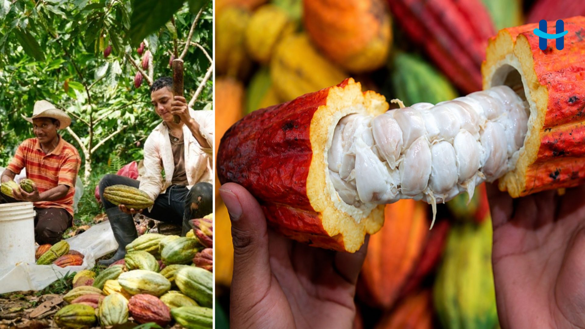 Día Mundial del Cacao en Honduras: por qué se celebra el 7 de julio