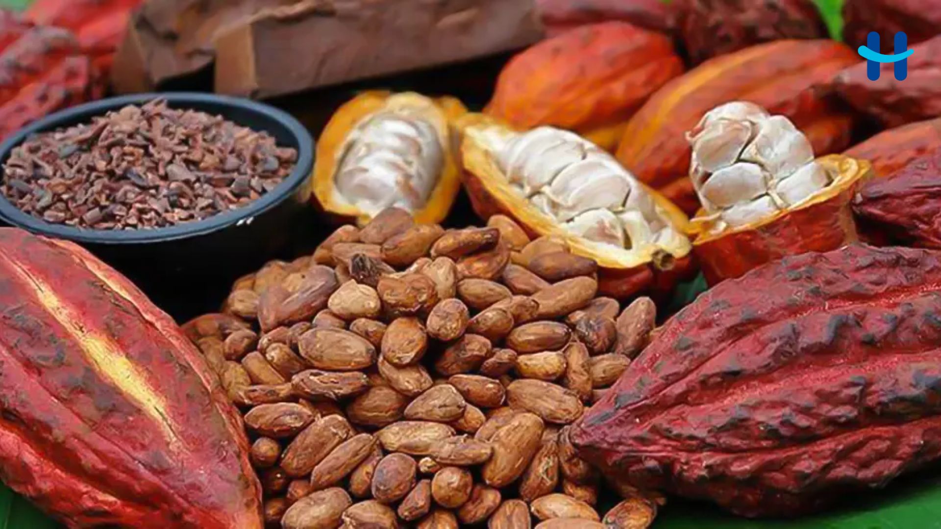Cinco datos curiosos sobre el cacao que se produce en Honduras