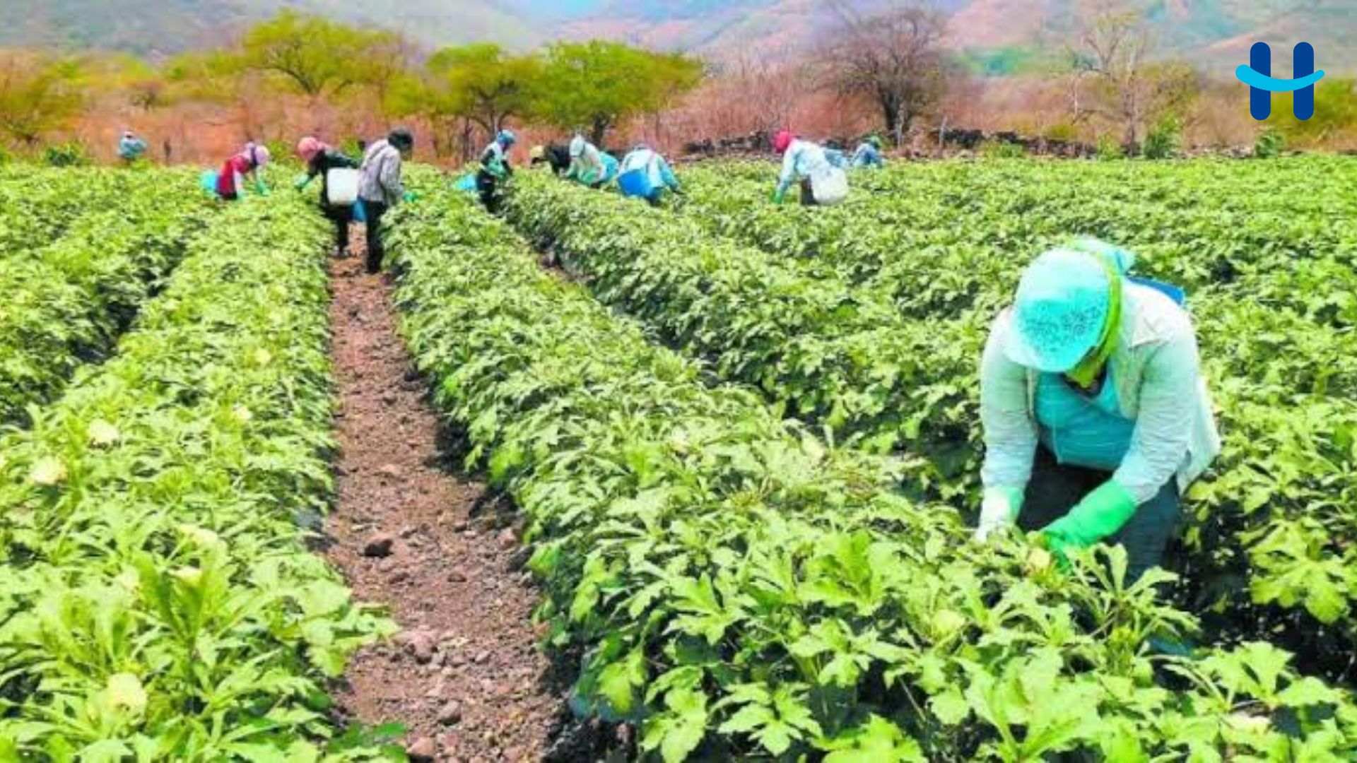 Hortinnova impulsa agricultura protegida con US$160 mil