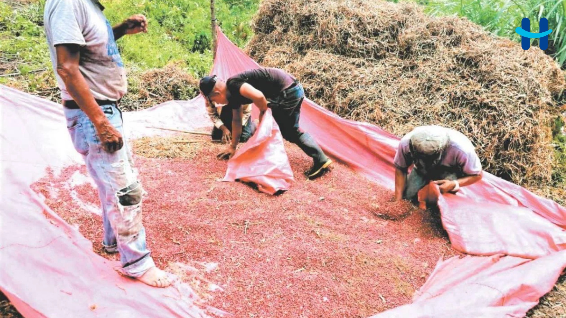 Agricultores hondureños podrán vender frijol directamente al IHMA con nuevo mecanismo