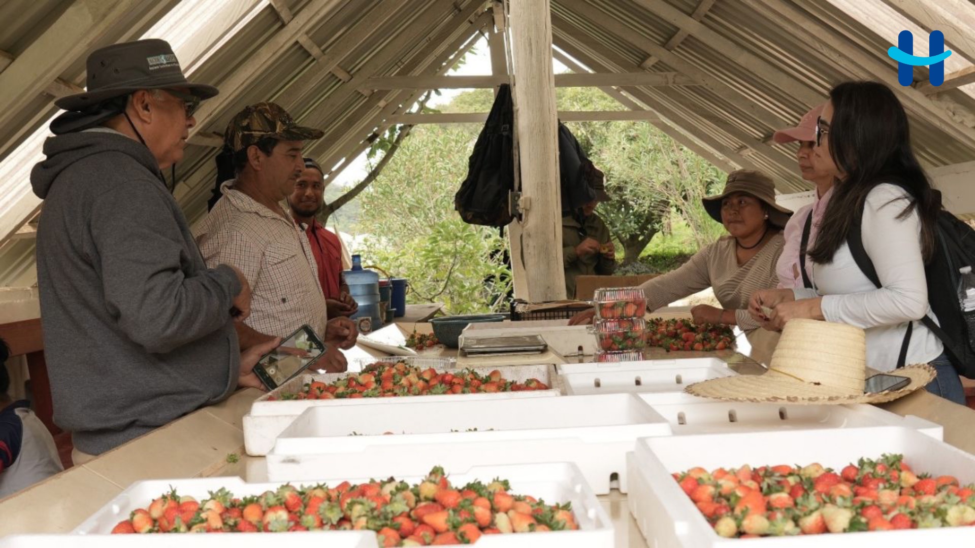 Honduras invierte L5 millones para modernizar cultivo de fresas